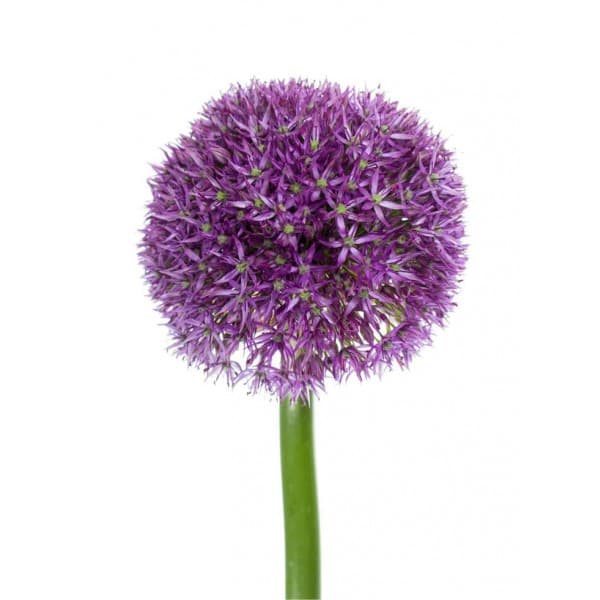 Аллиум фото