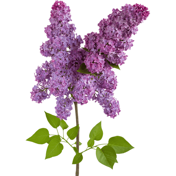 Сирень фото