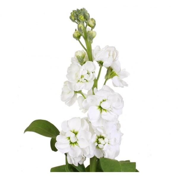 Маттиолла белая фото