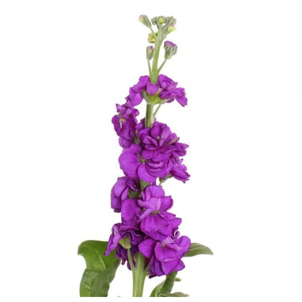 Маттиола фиолетовая фото