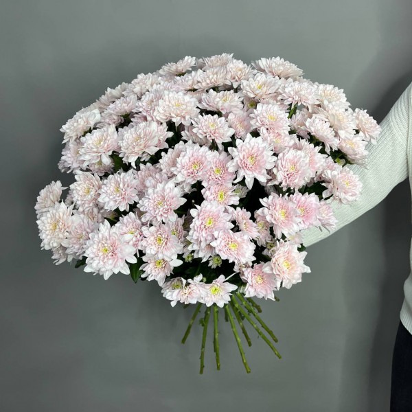 25 розовых кустовых хризантем фото 2