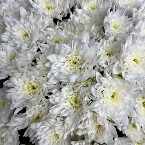 Букет из 25 белых хризантем фото 3