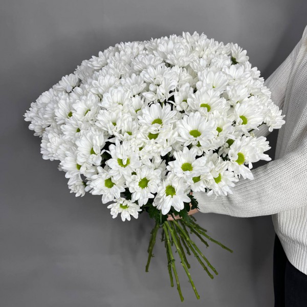 25 белых кустовых хризантем фото 2