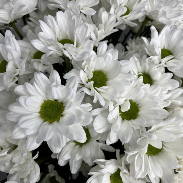 25 белых кустовых хризантем фото 3