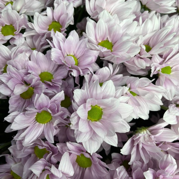 Букет из 25 розовых кустовых хризантем фото 3