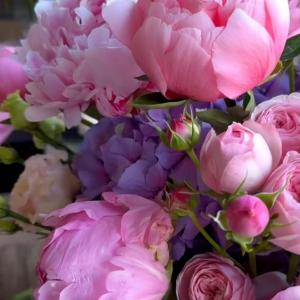 цветение пионов