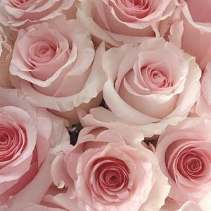 размножение роз в домашних условиях