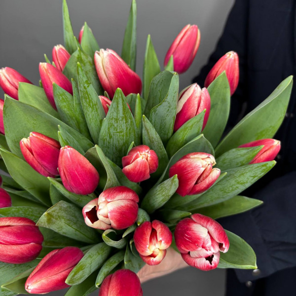 Букет из 25 бело-красных тюльпанов фото 3