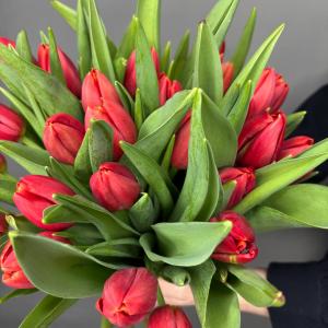 Букет из 25 красных тюльпанов фото 4