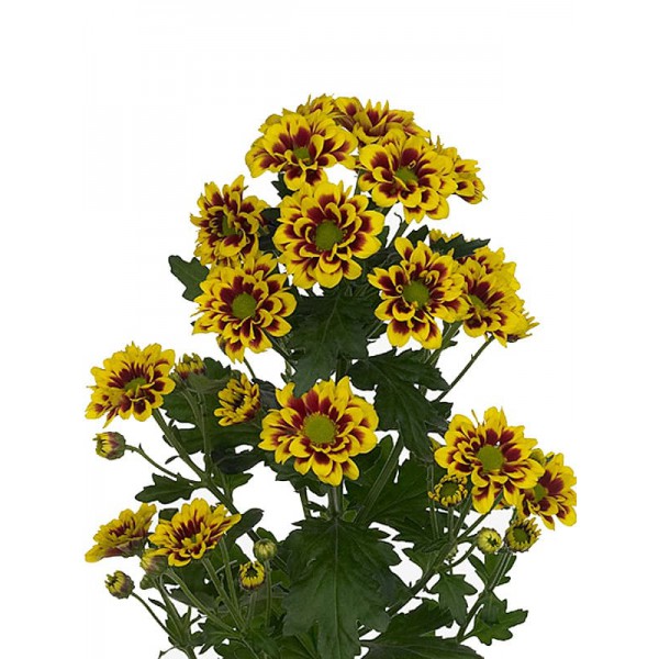 Хризантема кустовая Раиса фото