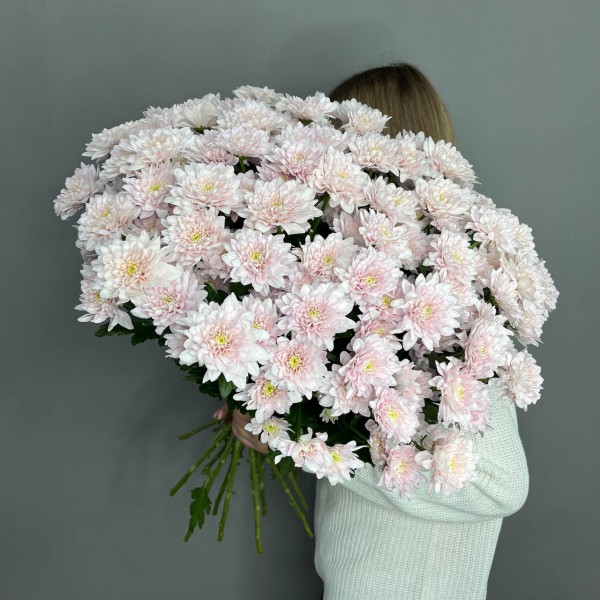 25 розовых кустовых хризантем фото 1