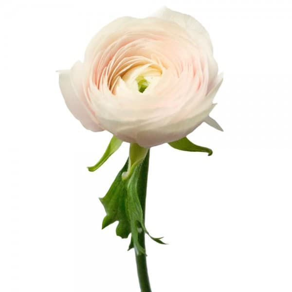 ранункулюс Оранжевый фото