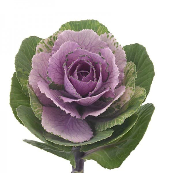 Брассика Розовая фото