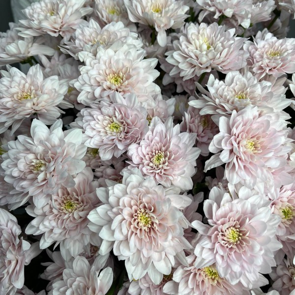 25 розовых кустовых хризантем фото 3