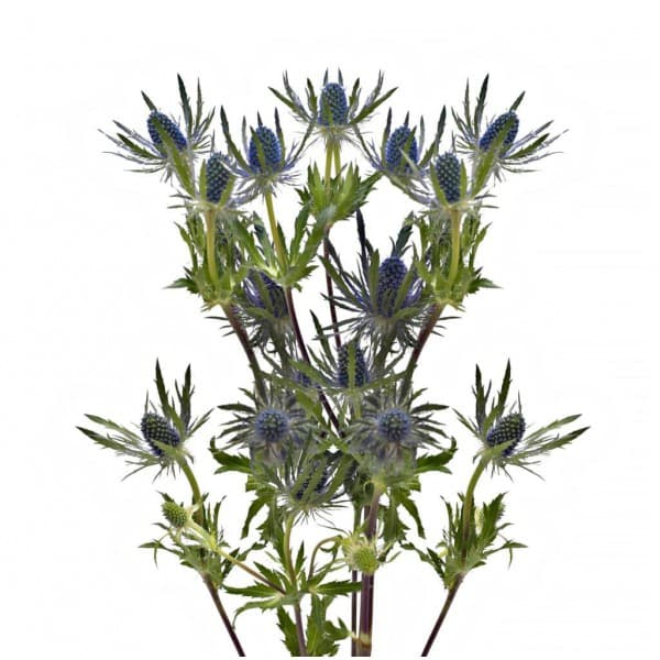 Эрингиум фото