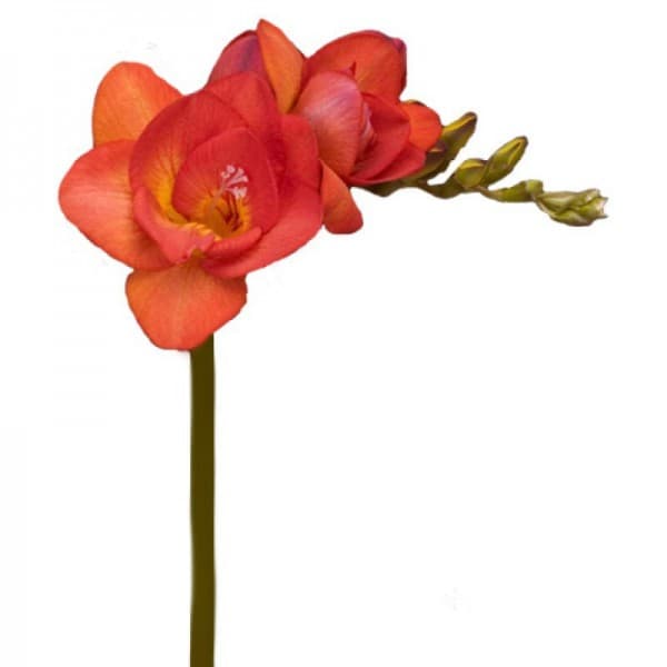 фрезия Оранжевая фото