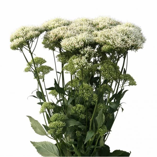 Трахелиум фото 2