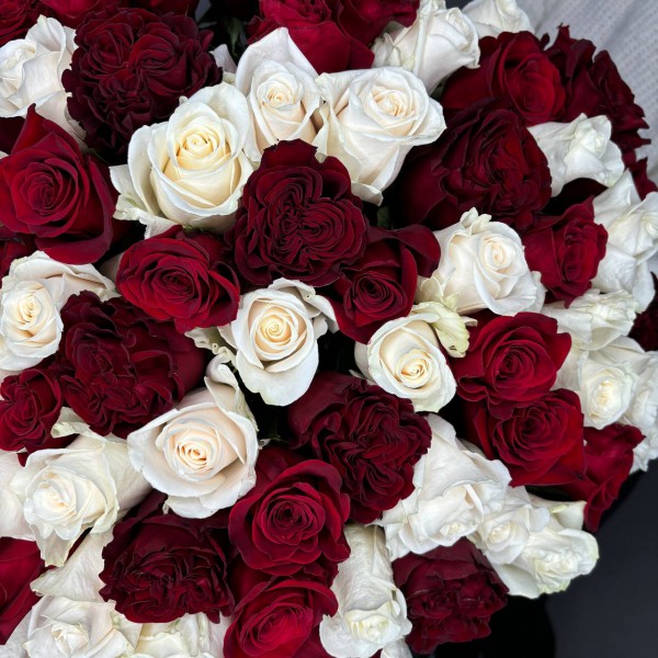 Большой букет из 101 красно-белых роз фото 4