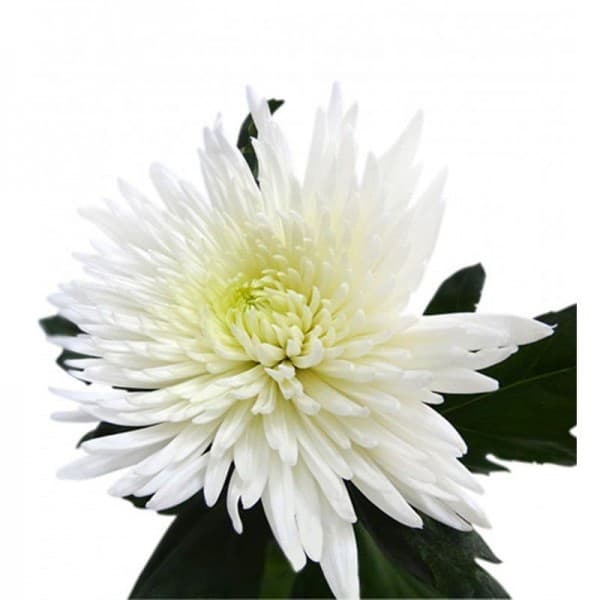 Хризантема одноголовая Анастасия белая фото