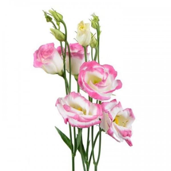 эустома Розовая фото 2