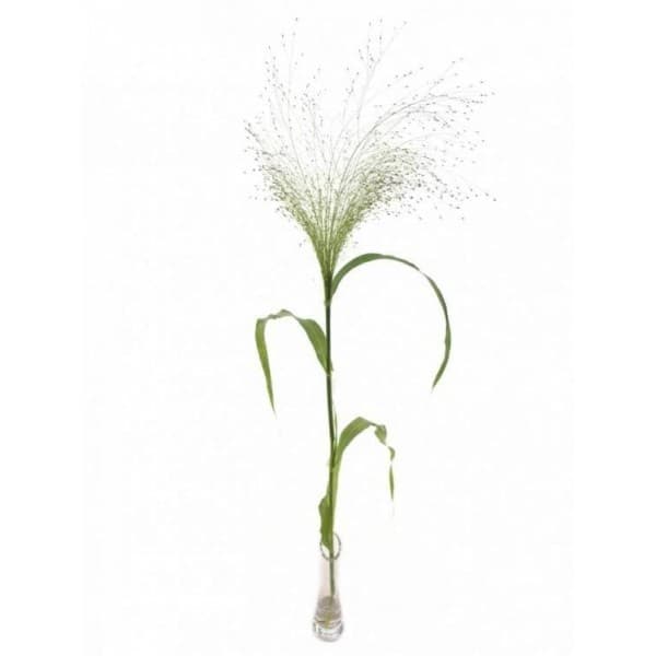 Паникум фото