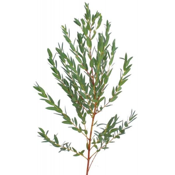 Эвкалипт фото 2