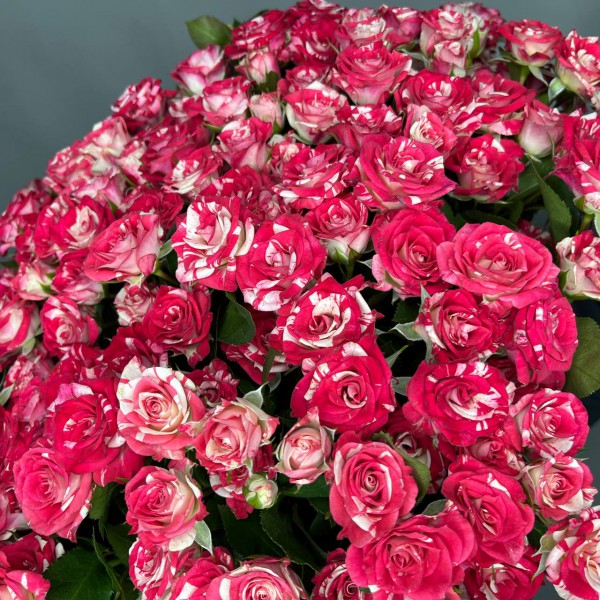 Букет из 51 бело-розовой кустовой розы фото 3