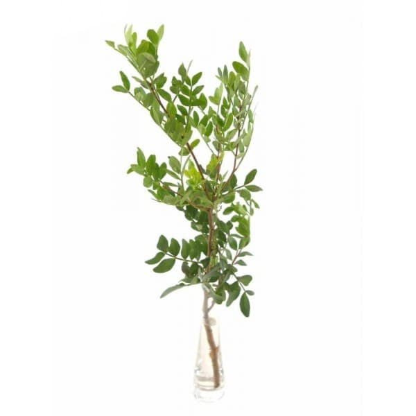 Фисташка фото