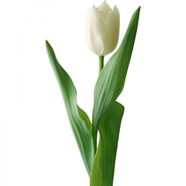 тюльпан Белый фото