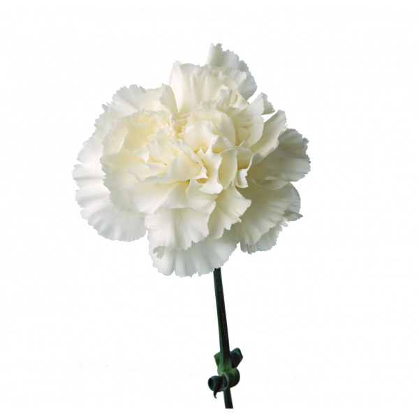 гвоздика Белая фото