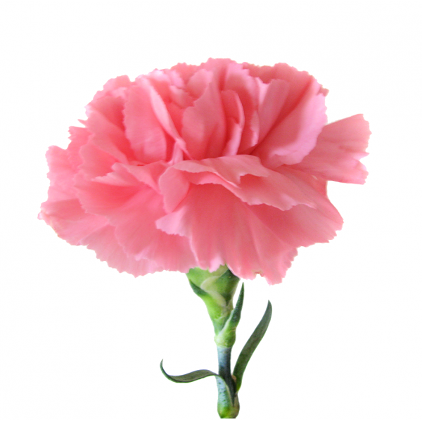 гвоздика Розовая фото