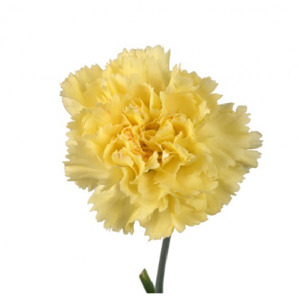 гвоздика Желтая фото