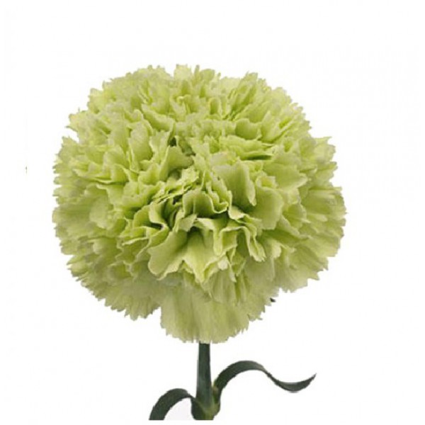 гвоздика Зеленая фото