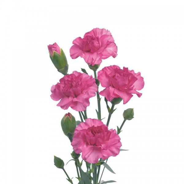 Гвоздика кустовая розовая фото