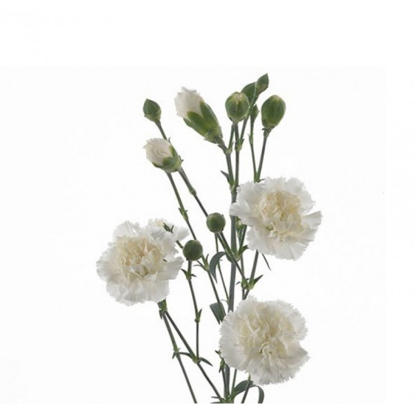 Гвоздика кустовая белая фото